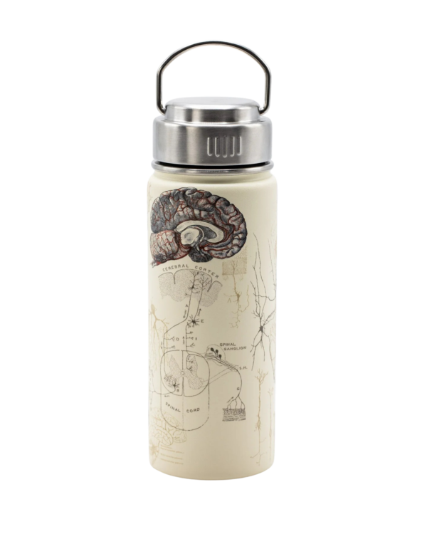 Termospudel AJU /Insulated steel bottle BRAIN - Image 2